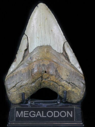 Megalodon Tooth - North Carolina #59208